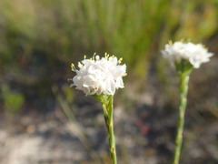 Lachnaea globulifera globulifera