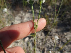 Lachnaea globulifera globulifera