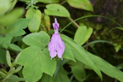 Roscoea purpurea