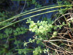Oxalis multicaulis-recticaulis-versicolor