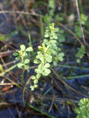 Oxalis multicaulis-recticaulis-versicolor