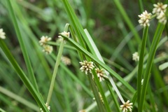 Schoenoplectus triqueter