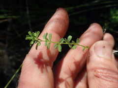 Oxalis multicaulis-recticaulis-versicolor