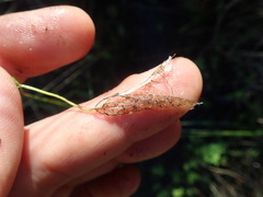Oxalis multicaulis-recticaulis-versicolor