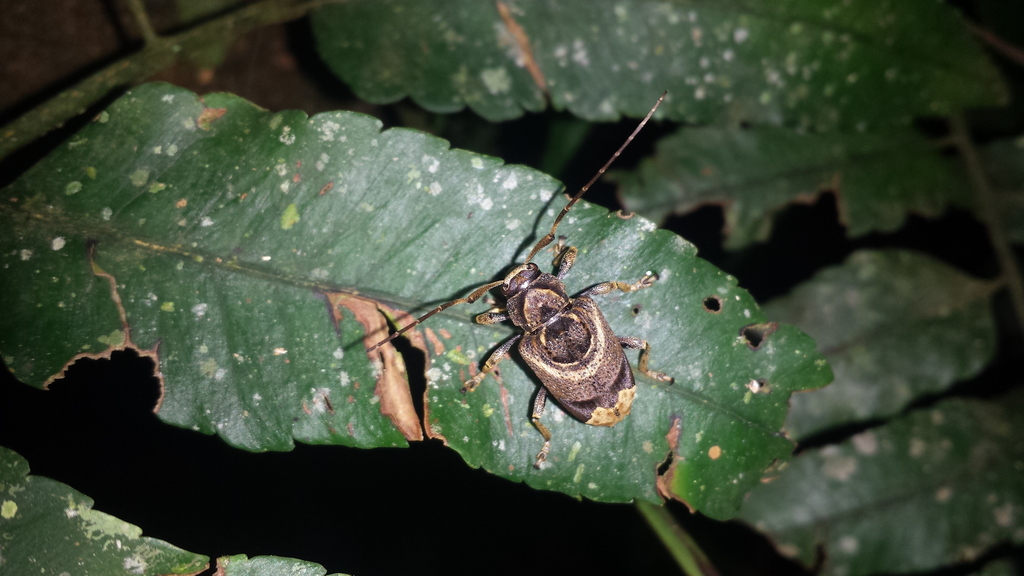 Trypanidius