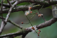 Syzygium nervosum