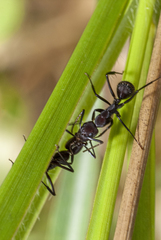Camponotus leydigi