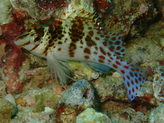 Cirrhitichthys falco