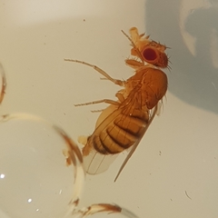 Drosophila