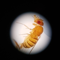 Drosophila