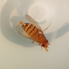 Drosophila