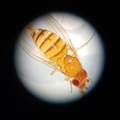 Drosophila