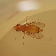 Drosophila