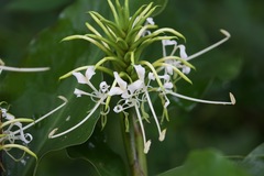 Hedychium thyrsiforme