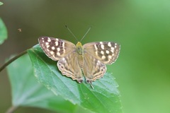 Dodona eugenes