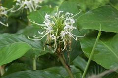 Hedychium thyrsiforme