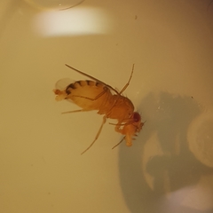 Drosophila