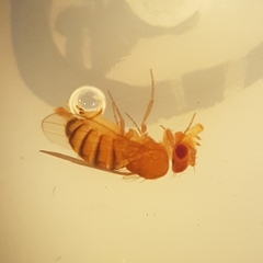 Drosophila
