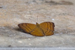 Pseudergolis wedah