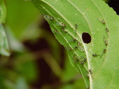 Brachycaudus helichrysi