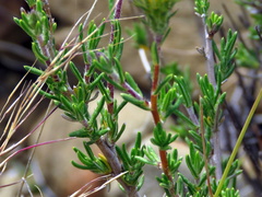 Hirpicium