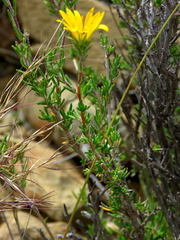 Hirpicium