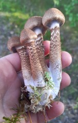 Cortinarius pholideus