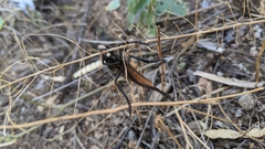 Archilestris magnificus