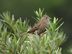 Carpodacus davidianus