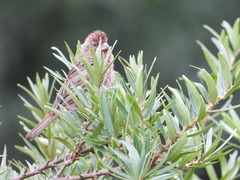 Carpodacus davidianus