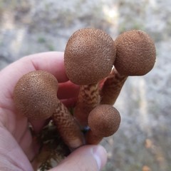 Cortinarius pholideus