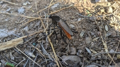 Archilestris magnificus