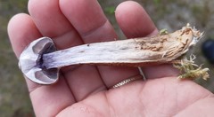 Cortinarius pholideus