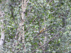 Pericrocotus ethologus