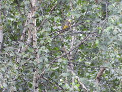 Pericrocotus ethologus