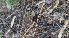 Archilestris magnificus