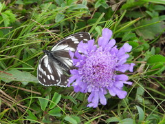 Melanargia