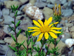 Hirpicium