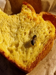 Apis mellifera