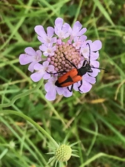Stictoleptura cordigera