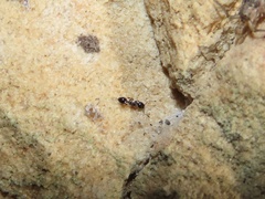 Temnothorax longispinosus
