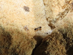 Temnothorax longispinosus