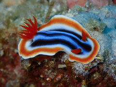 Chromodoris magnifica