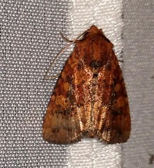 Perigea xanthioides