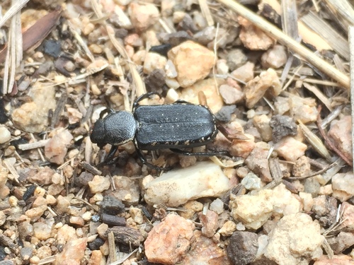 Genuchinus ineptus