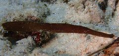 Solenostomus cyanopterus