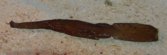 Solenostomus cyanopterus