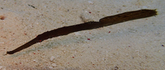 Solenostomus cyanopterus