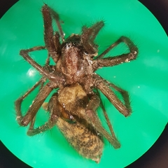 Agelenidae