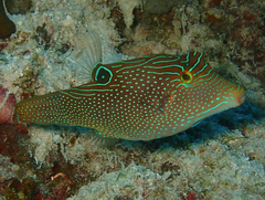 Canthigaster papua